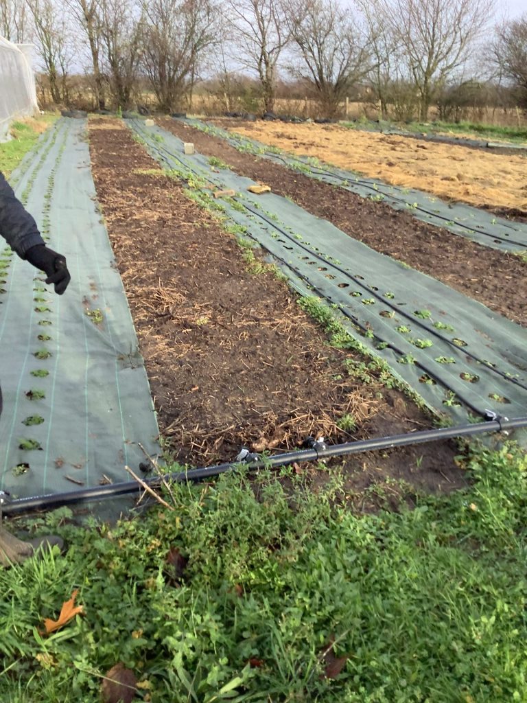 Collège teloché Jardinage