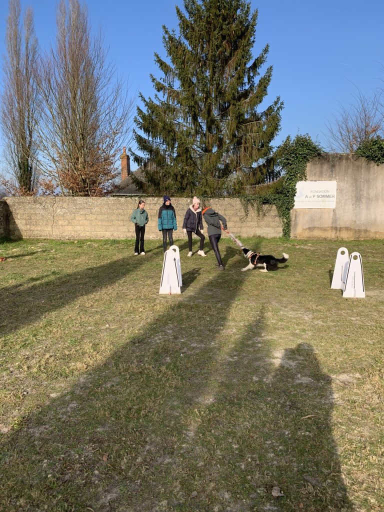 médiation canine au collège de teloché