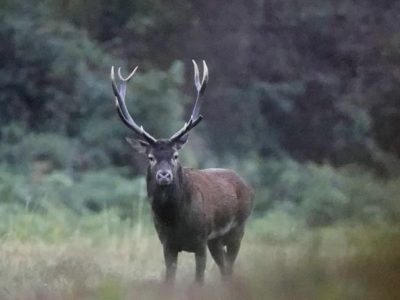 8B8264FA-45D7-458C-B43F-9EE7A3ED2333