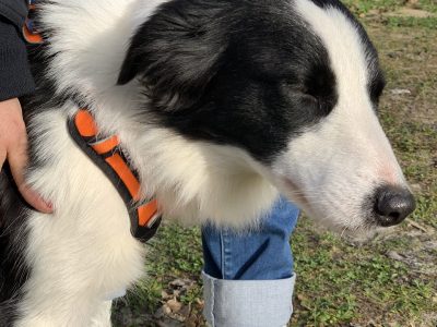 médiation canine au collège de teloché